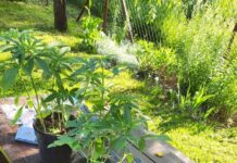 Niżańscy policjanci zabezpieczyli narkotyki