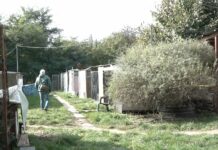 W przyszłym roku powstanie schronisko dla zwierząt