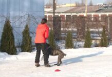 Jak dogadać się z psem