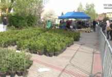 Drzewko za makulaturę