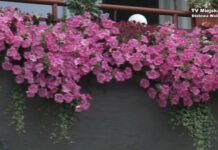 Najpiękniejsze balkony i ogrody