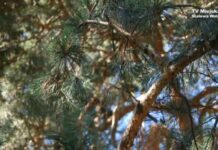 Zatruta stalowowolska sosna