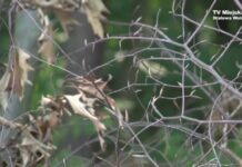 Uwaga – susza a lasach