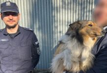 Policjanci pomogli owczarkowi wrócić do właściciela