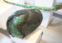 Artystyczny brylant ze Stalowej Woli