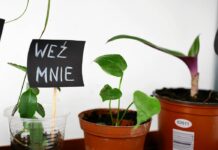 IV wiosenna wymiana roślin – ZieleNisko