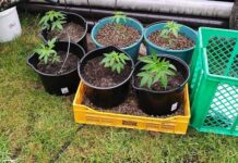 Policjanci zabezpieczyli 12 krzewów konopi oraz marihuanę