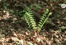 Majówka w okolicznych lasach