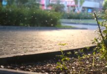 Plaga komarów w mieście