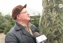 Choinki czar (video)