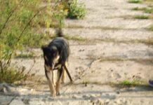 Juz wkrótce II stalowowolski Dogtrekking