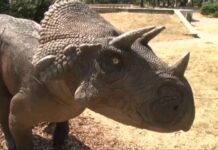 Jak w Jurajskim Parku. (video)