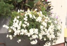 Kwiecisty konkurs. (video)