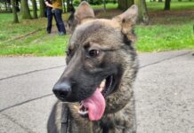 Borys – nowy policyjny pies w niżańskiej komendzie