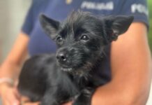 Policjanci zaopiekowali się zagubionym czworonogiem