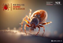 Borelioza to nie mit – 7 tysięcy przypadków na Podkarpaciu w 2025 roku