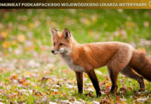Jesienna akcja doustnych szczepień lisów