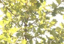 Pamiątkowy dąb. (video)